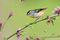 Spotted Pardalote
