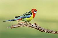 Eastern Rosella (Platycercus eximius) male, New So
