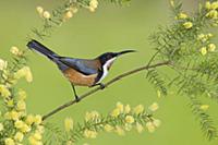 Eastern Spinebill