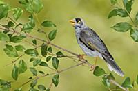 Noisy Miner