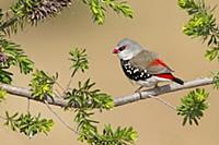 Diamond Firetail