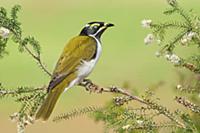 Blue-faced Honeyeater