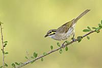 Yellow-faced Honeyeater (Lichenostomus chrysops), 