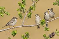 Brown-headed Honeyeater