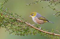 Silvereye