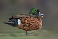 Chestnut Teal