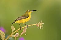 Olive-backed Sunbird (Cinnyris jugularis) female, 