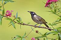 Bridled Honeyeater
