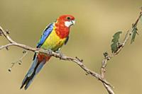 Eastern Rosella (Platycercus eximius) male, Victor