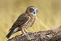 Morepork (Ninox novaeseelandiae), Northern Territo