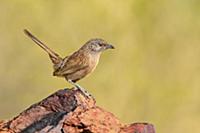 Dusky Grasswren (Amytornis purnelli), Northern Ter
