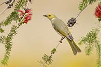 White-plumed Honeyeater
