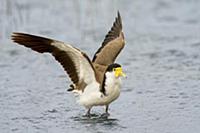 Masked Lapwing (Vanellus miles) flapping wings, Vi