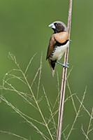 Chestnut-breasted Mannikin
