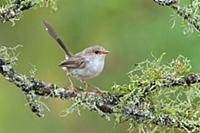 Superb Fairywren