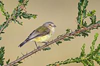 Weebill