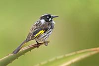 New Holland Honeyeater (Phylidonyris novaehollandi