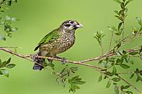 Spotted Catbird