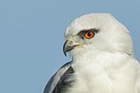 Black-shouldered Kite