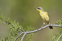 Grey-headed Honeyeater (Lichenostomus keartlandi),