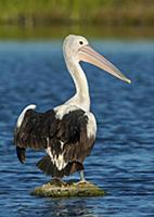 Australian Pelican (Pelecanus conspicillatus), Vic