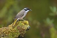 Strong-billed Honeyeater (Melithreptus validirostr