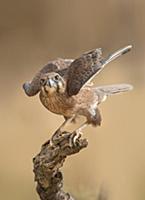 Brown Falcon (Falco berigora) fluffing feathers, A