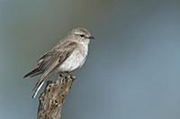 Jacky Winter (Microeca fascinans), Victoria, Austr