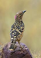 Western Bowerbird (Chlamydera guttata), Northern T