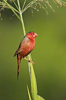 Crimson Finch (Neochmia phaeton) male, Queensland,