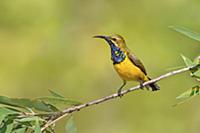 Olive-backed Sunbird (Cinnyris jugularis) male, Qu