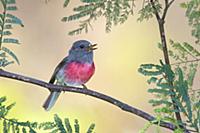 Rose Robin