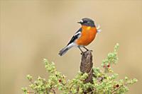 Flame Robin (Petroica phoenicea) male, Victoria, A