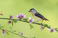 Spotted Pardalote