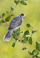 Noisy Miner