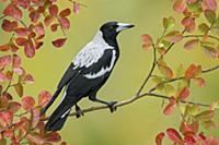 Australian Magpie