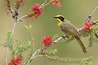 Yellow-tufted Honeyeater