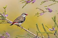 Diamond Firetail