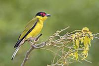 Australasian Figbird (Sphecotheres vieilloti), Que