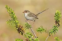 Superb Fairywren