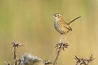 Striated Calamanthus (Calamanthus fuliginosus) cal