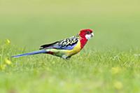Eastern Rosella (Platycercus eximius), Victoria, A