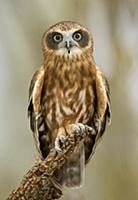 Morepork (Ninox novaeseelandiae) owl, Northern Ter