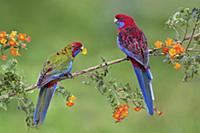 Crimson Rosella