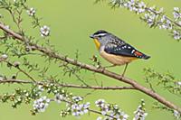 Spotted Pardalote