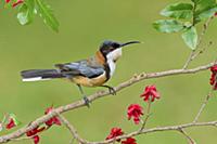 Eastern Spinebill (Acanthorhynchus tenuirostris), 