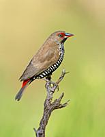Painted Firetail (Emblema pictum) female, Northern