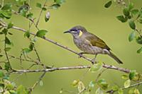 Lewin's Honeyeater