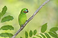 Double-eyed Fig-Parrot (Cyclopsitta diophthalma), 