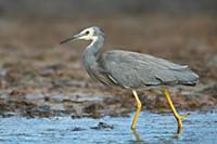 White-faced Heron